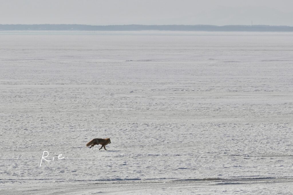 雪原をかけるキタキツネ