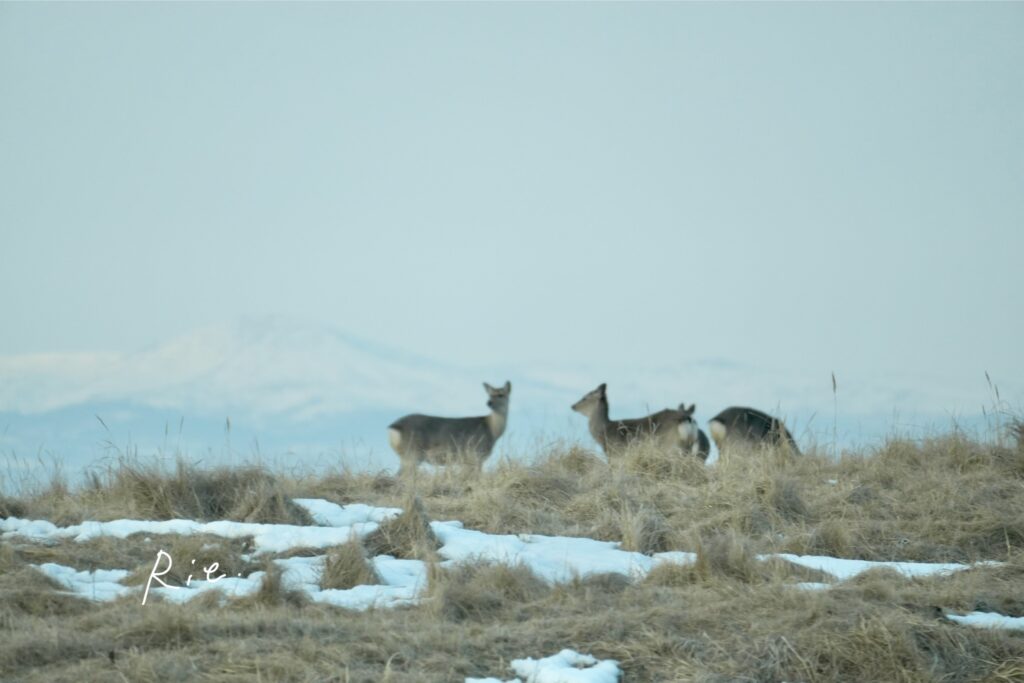 エゾシカ
