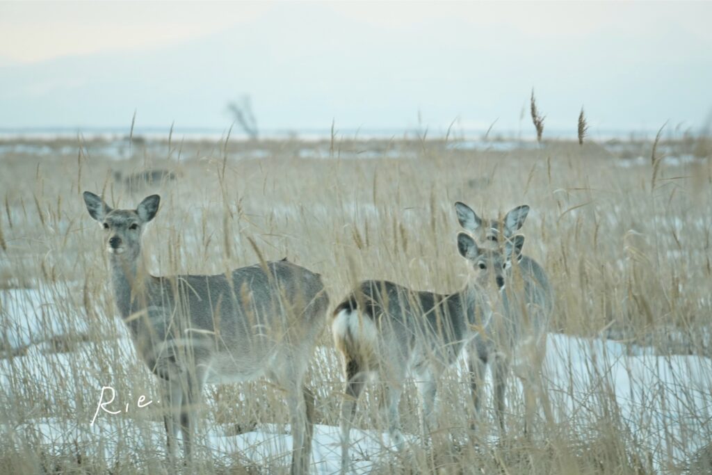 エゾシカ