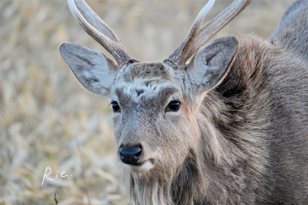 額の毛が天パっぽいエゾシカ