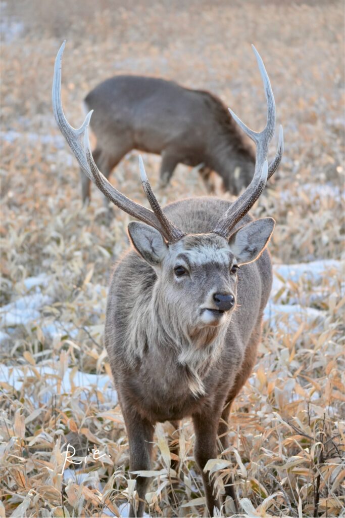 立派な角のエゾシカ