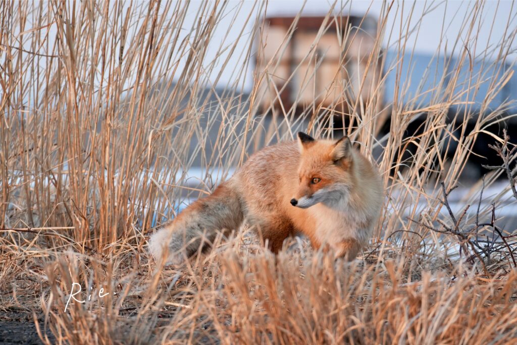 夕日に照らされるキタキツネ