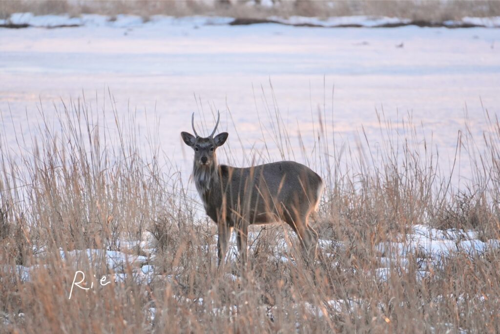 エゾシカ