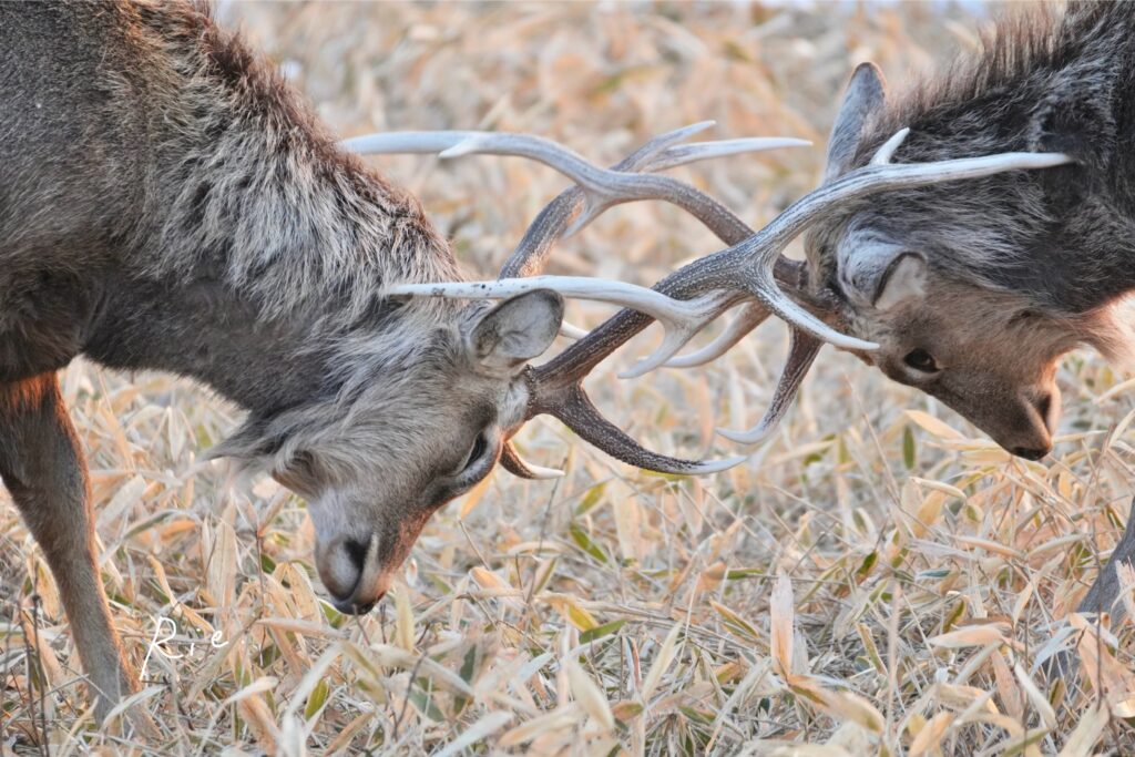 バトル中の雄鹿