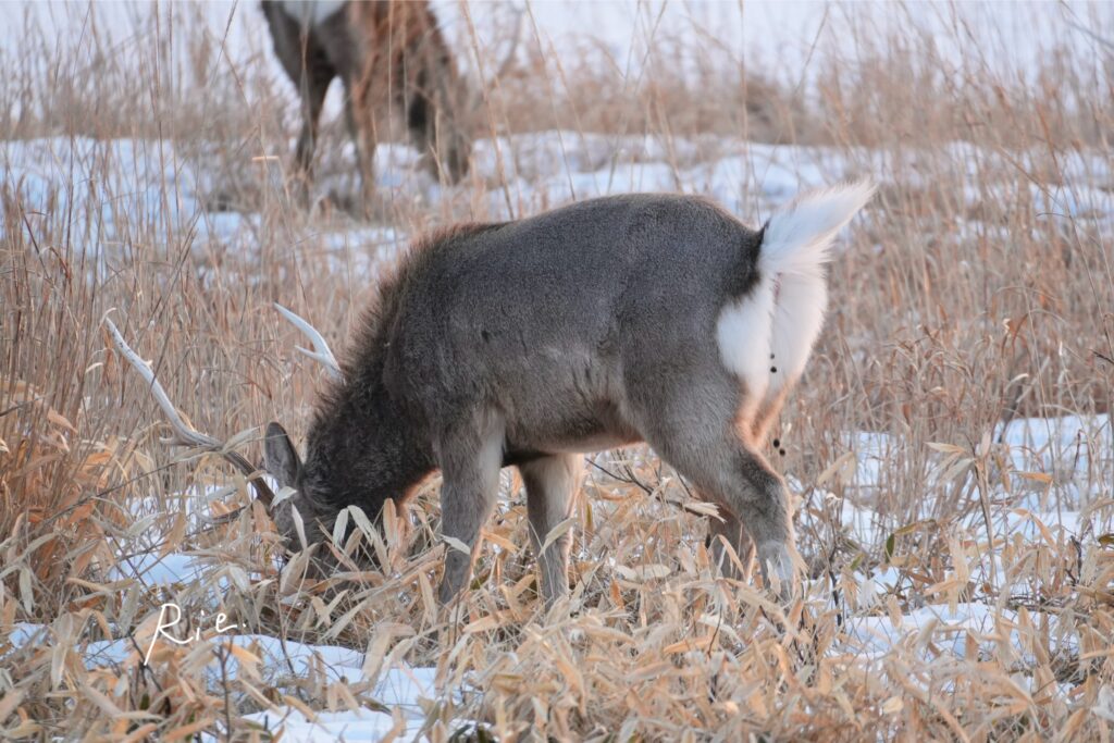 おトイレ中のエゾシカ