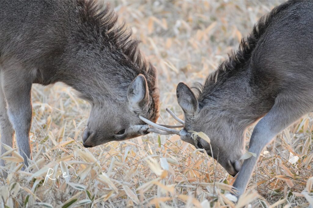 バトルを始めた若い雄鹿