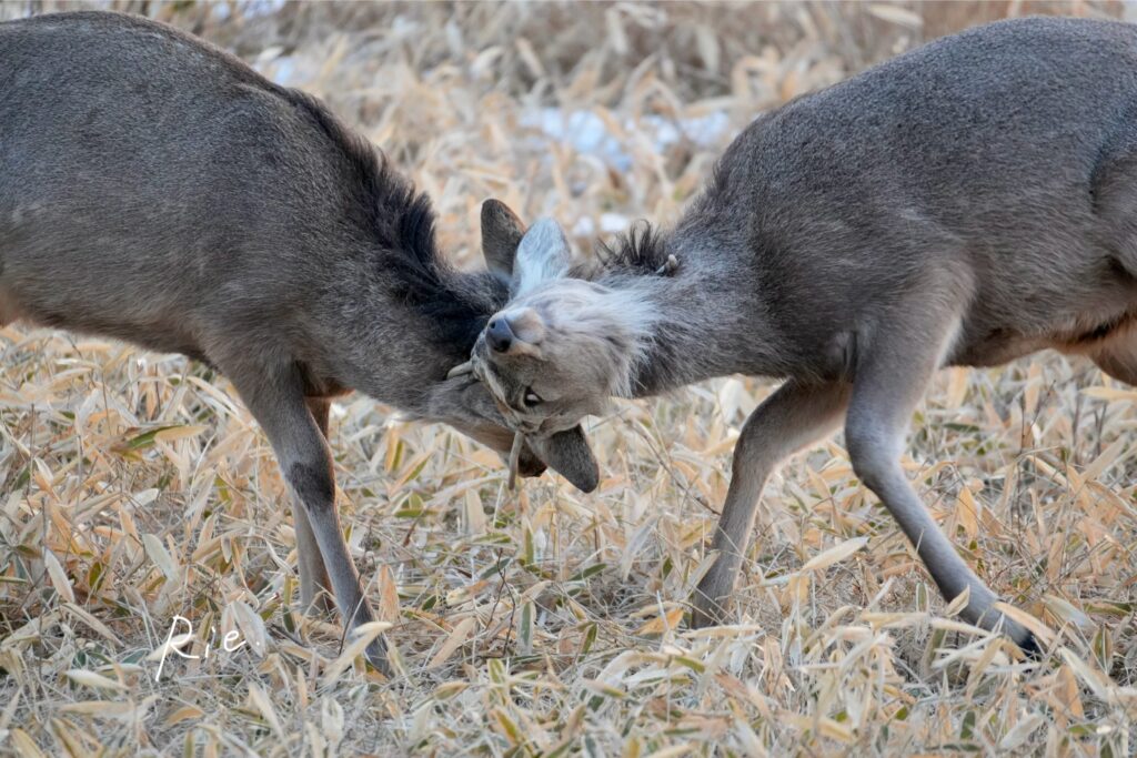 若雄鹿のバトル