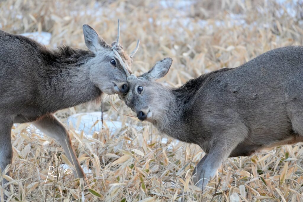 若雄鹿のバトル