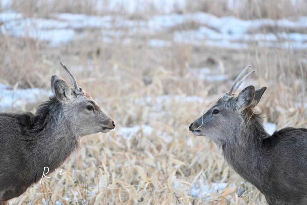 見つめ合う若雄鹿