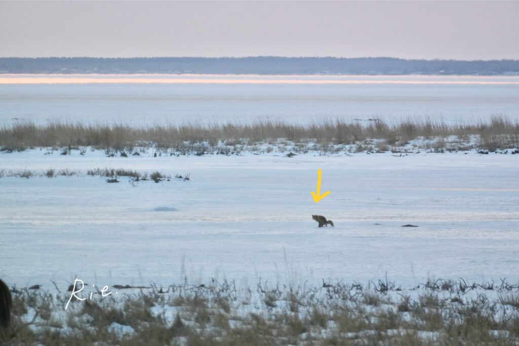 おトイレ中のキタキツネ