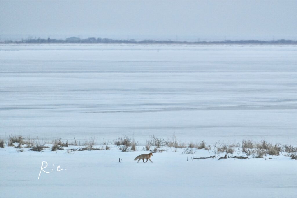 雪原を歩くキタキツネ