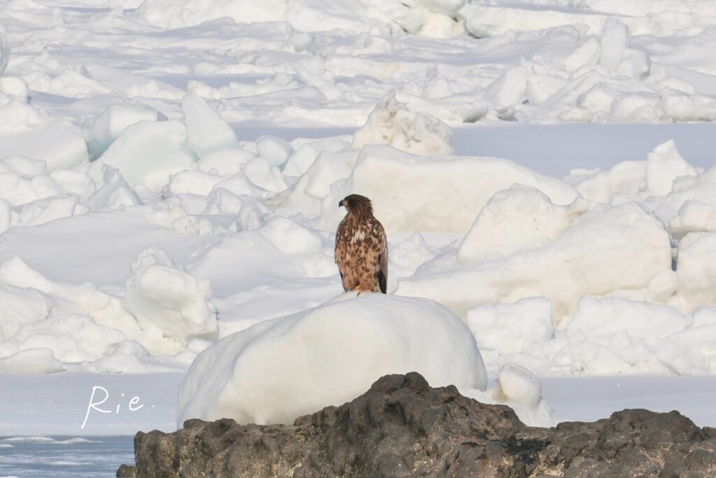 流氷に留まるオジロワシの幼鳥