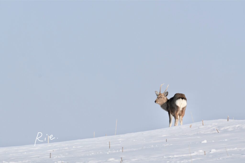 エゾシカ