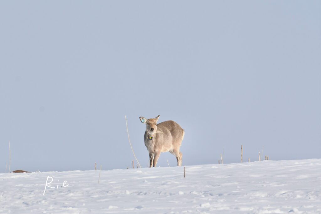 タグとGPSを付けたエゾシカ