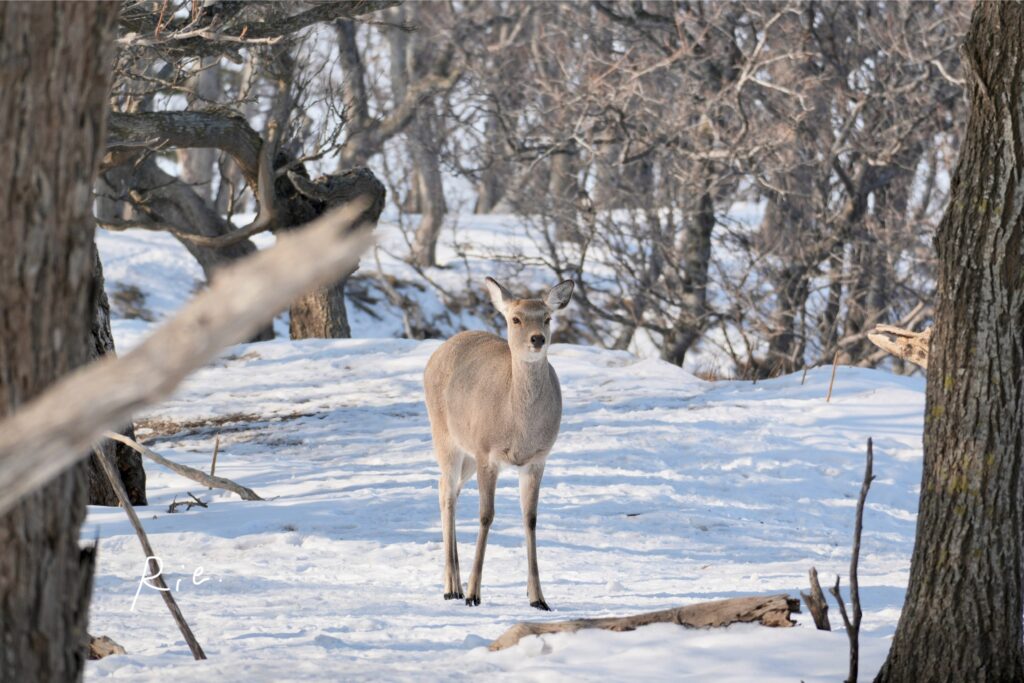 エゾシカ