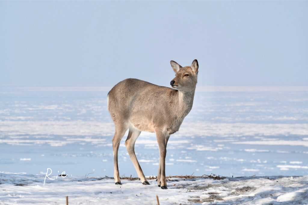 海バックのエゾシカ