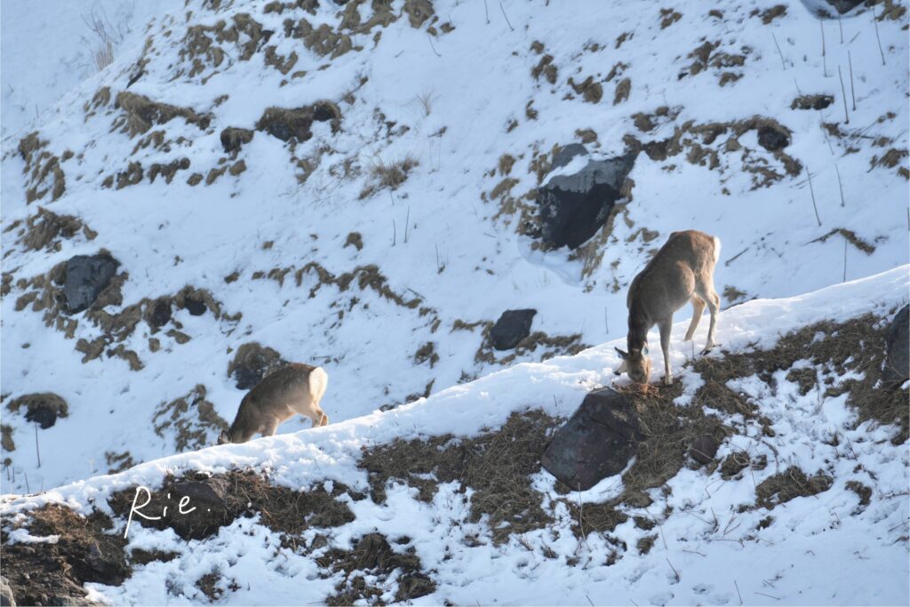 崖の上にいるエゾシカ