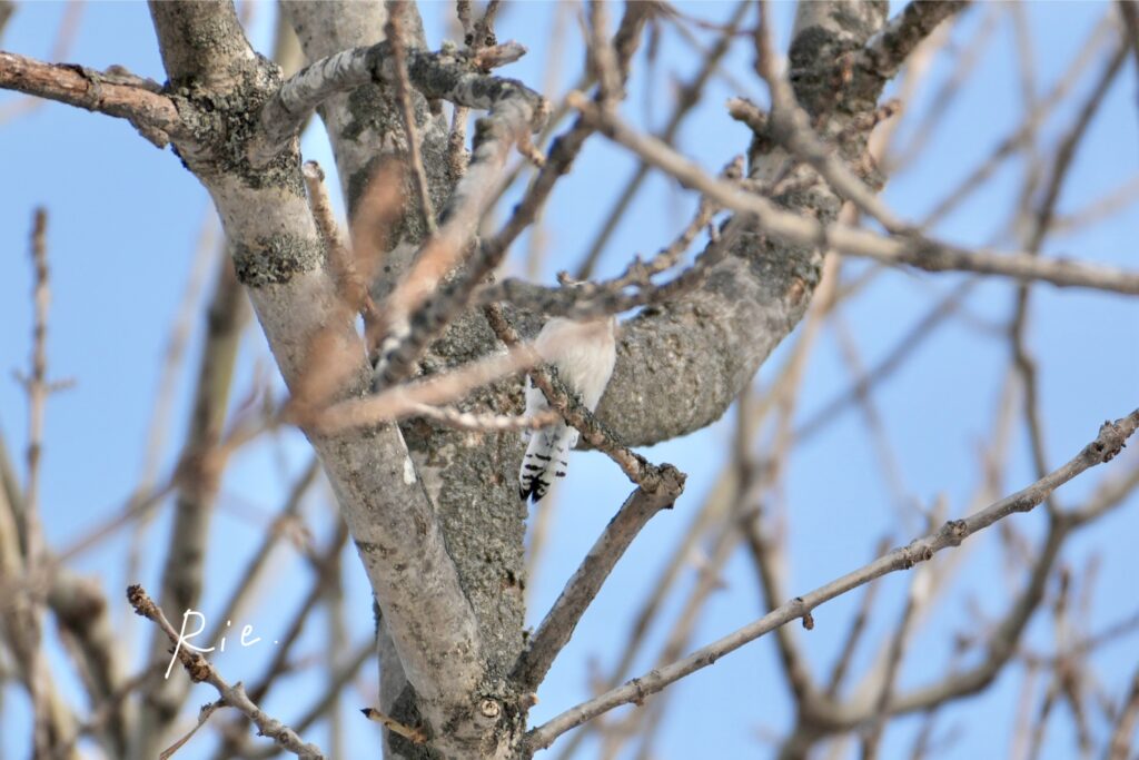 正体不明の鳥さん