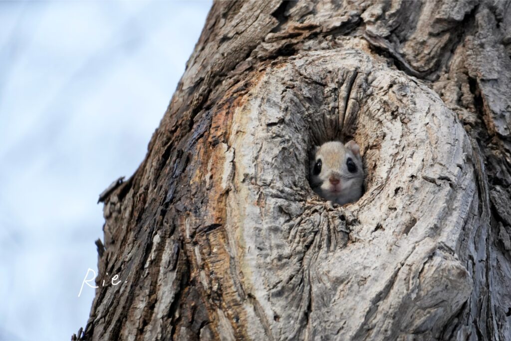 穴から顔を出すエゾモモンガ