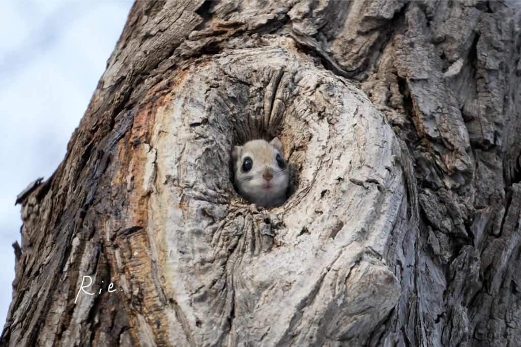 穴から顔を出すエゾモモンガ