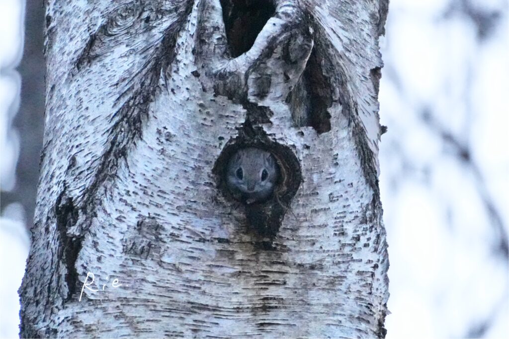 穴から顔を出すエゾモモンガ