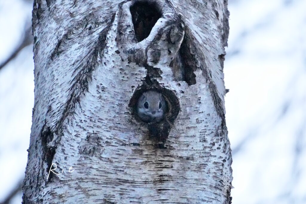 穴から顔を出すエゾモモンガ