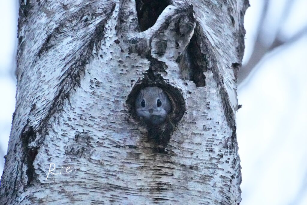 穴から顔を出すエゾモモンガ