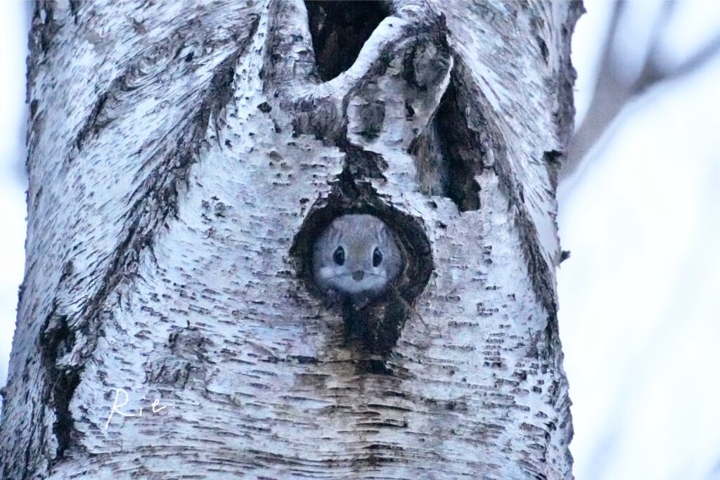 穴から顔を出すエゾモモンガ