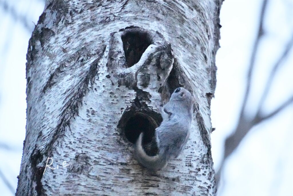 穴から出てきたエゾモモンガ