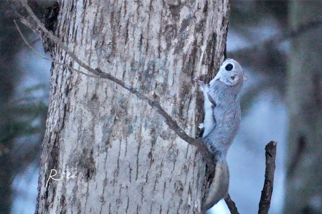 木の幹に留まるエゾモモンガ