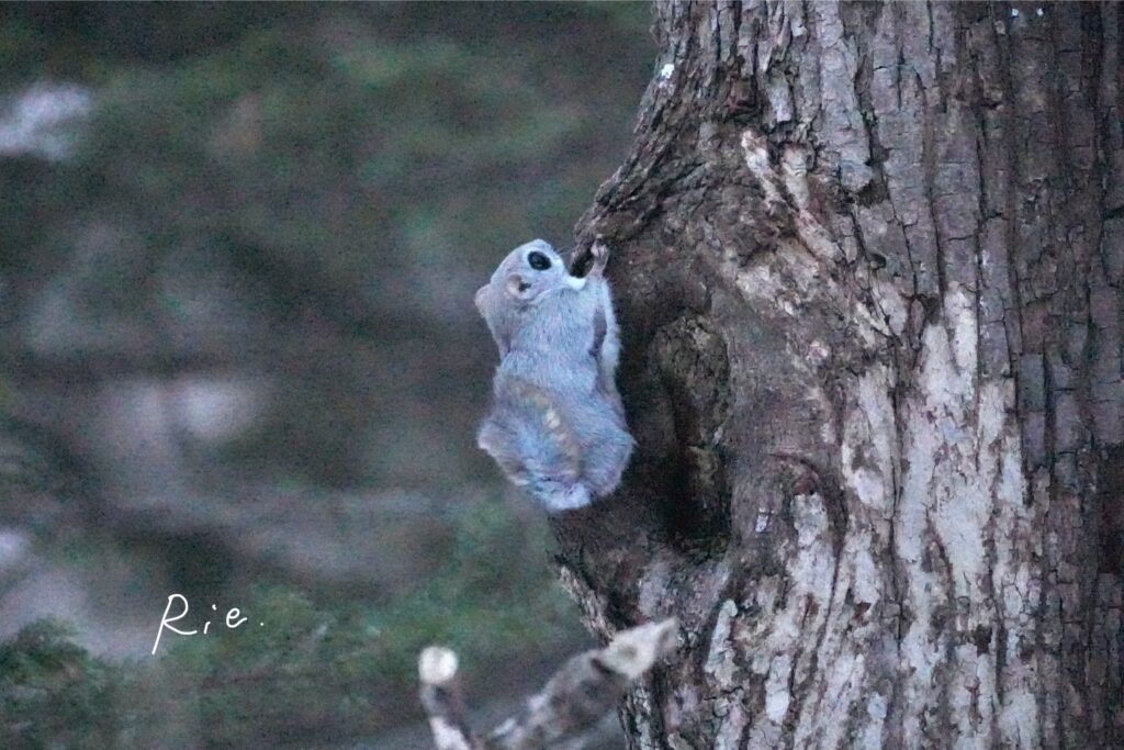 おトイレ中っぽいエゾモモンガ