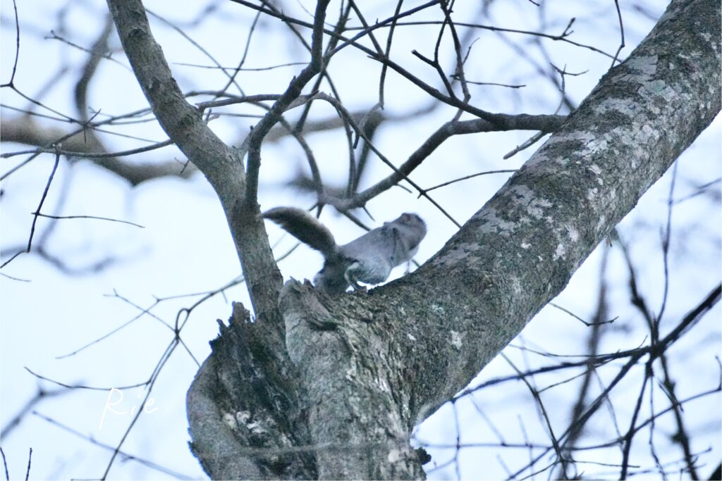 木を駆け上がるエゾモモンガ