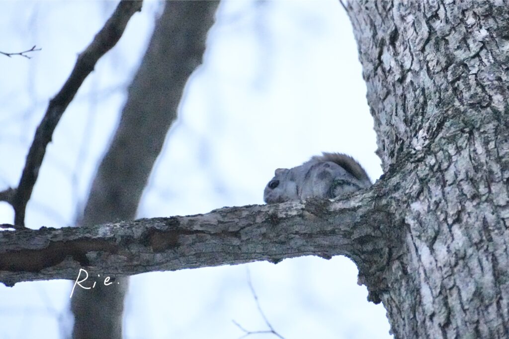 木の枝の上で過ごすエゾモモンガ