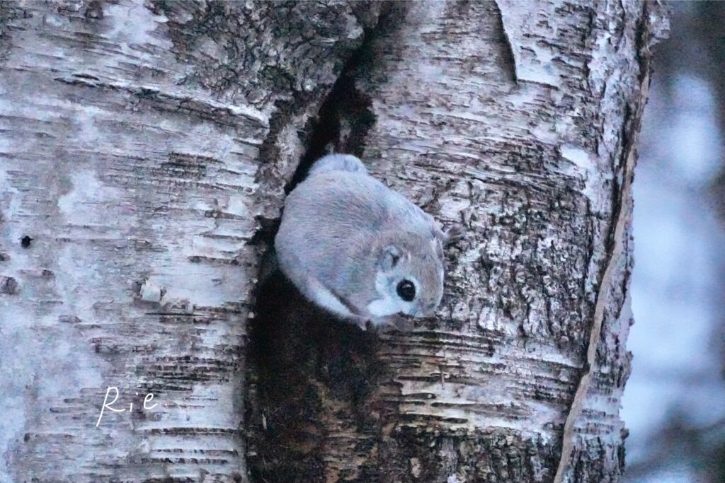 穴から出てきたエゾモモンガ