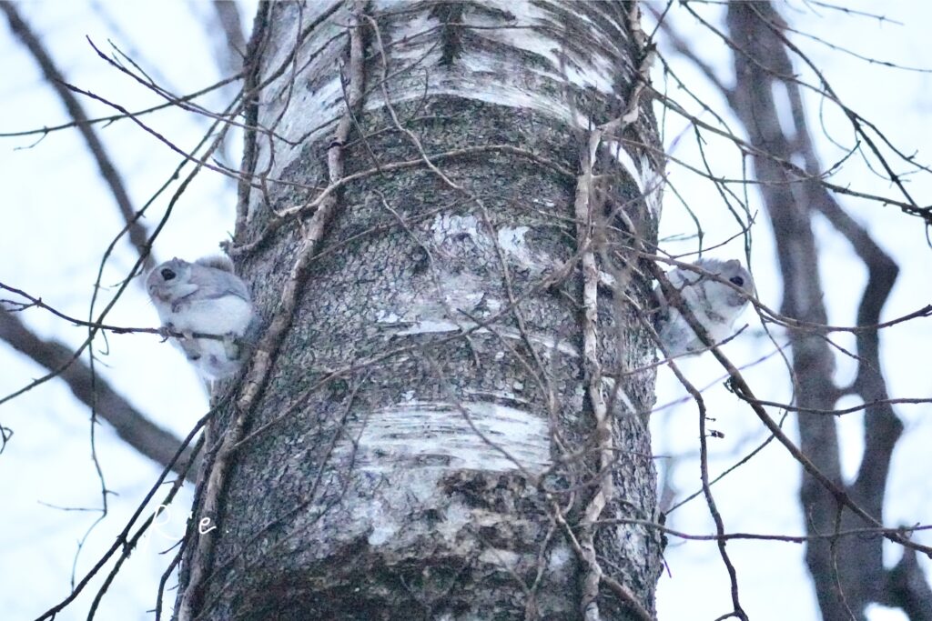 エゾモモンガ2匹