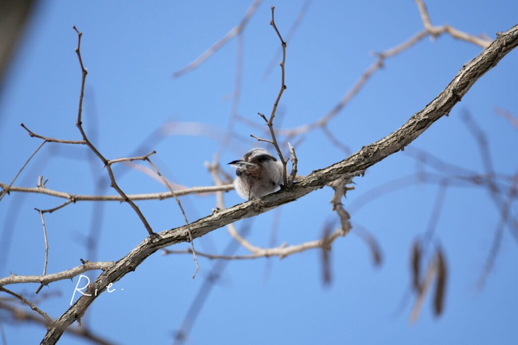 シマエナガ写真失敗作⑤