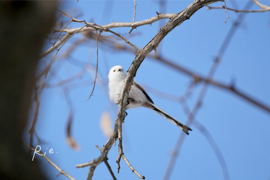 シマエナガ写真失敗作①