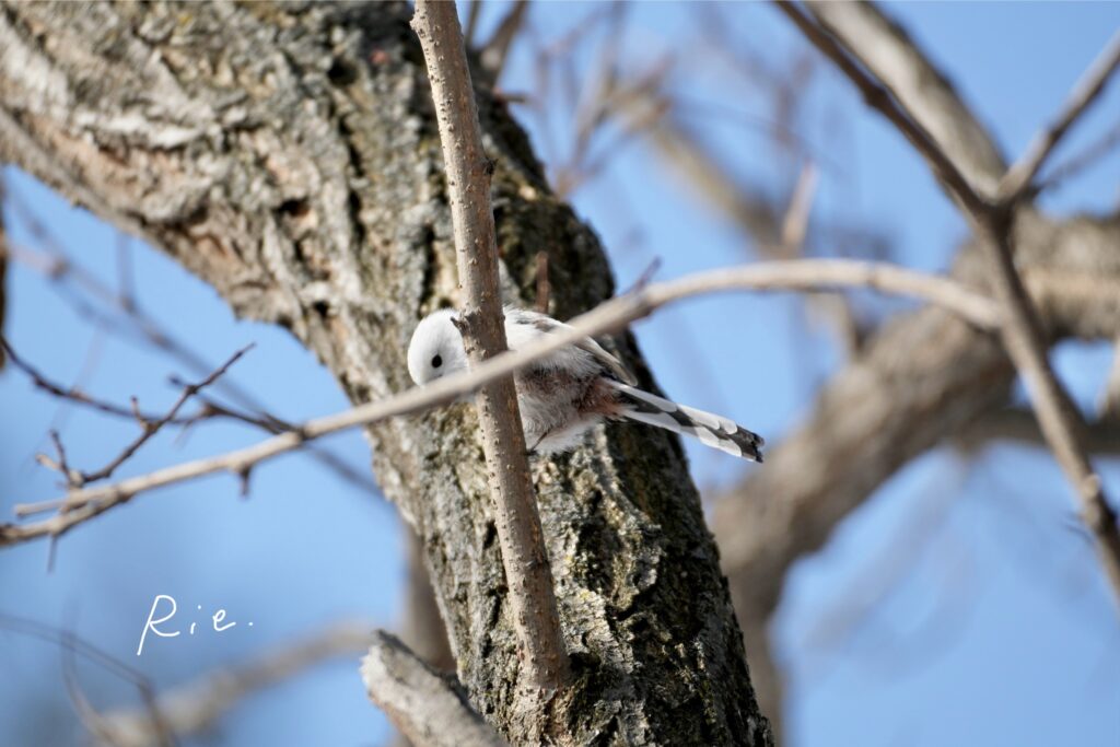 シマエナガ写真失敗作②