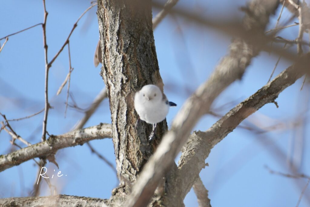 シマエナガ写真失敗作③