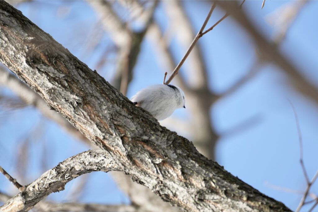 シマエナガ写真失敗作④