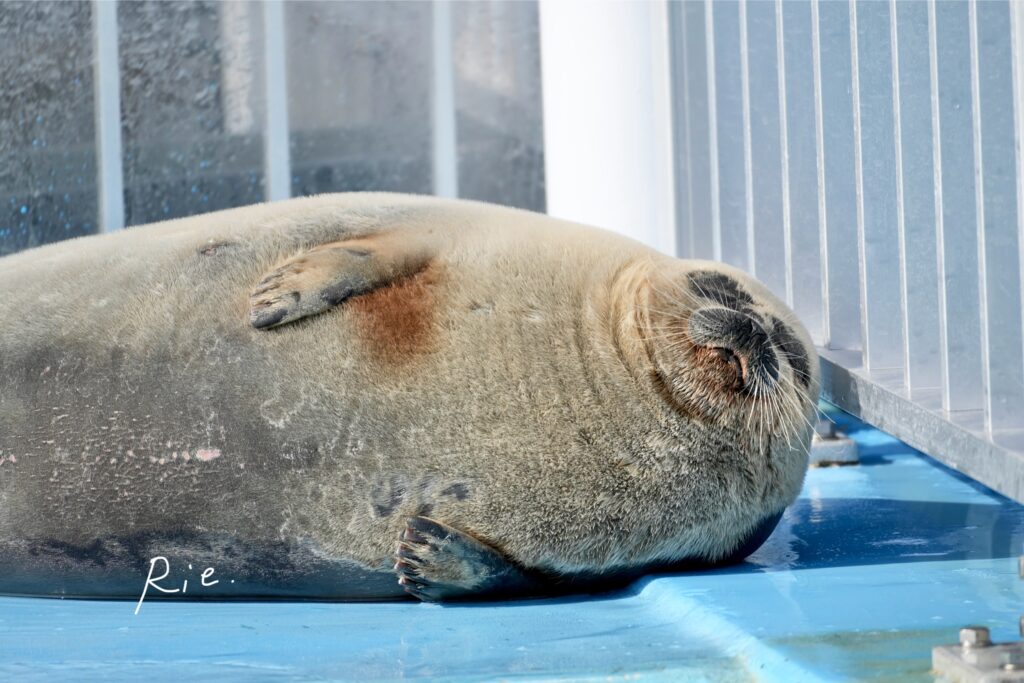 プールサイドで伸びるアザラシ