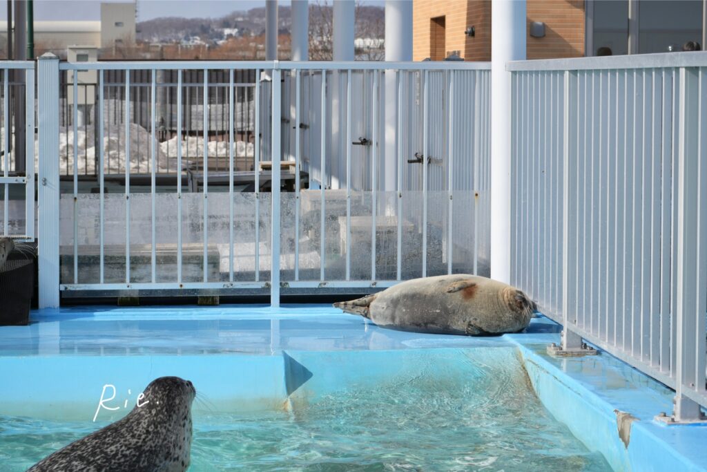 小さいアザラシさんを観察