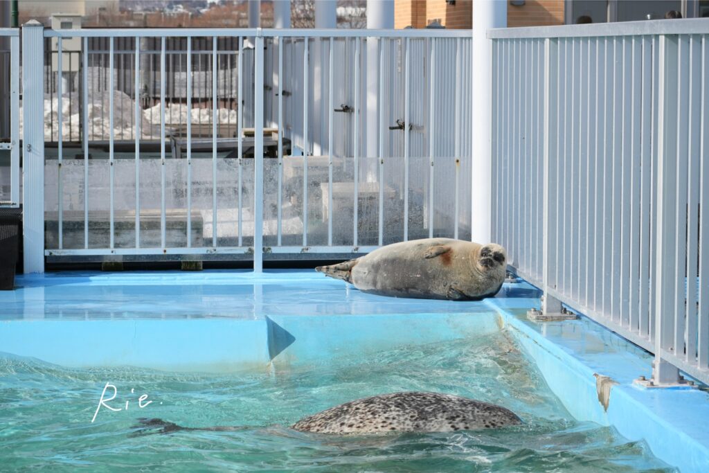 小さいアザラシさんを観察