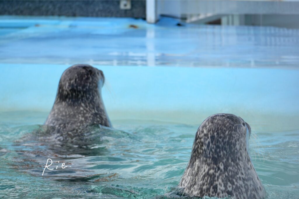 アザラシの後ろ姿