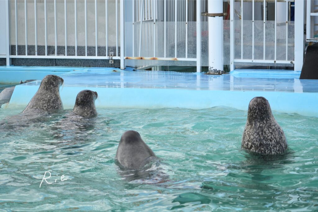 ぞろぞろ集まってくるアザラシ