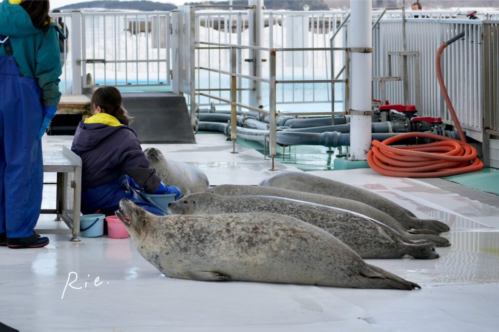 エサやりの様子