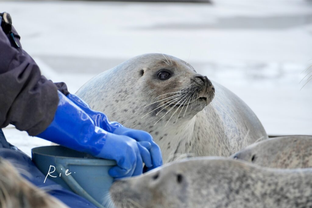 かわいい表情をしたアザラシ