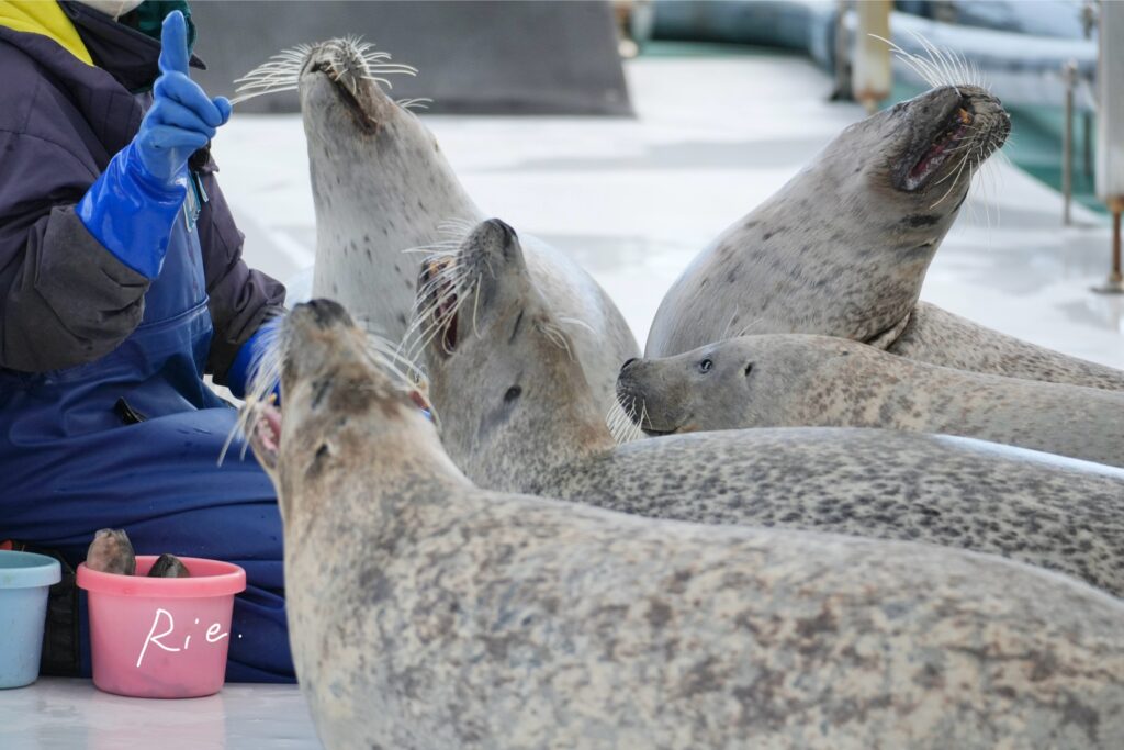 芸をしているアザラシ