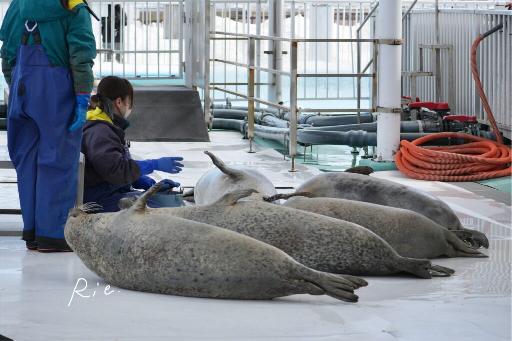 芸をしているアザラシ