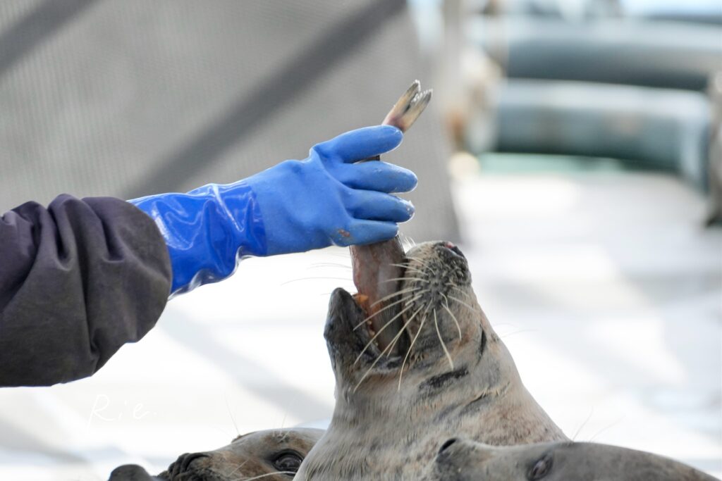 お魚をもらうアザラシ